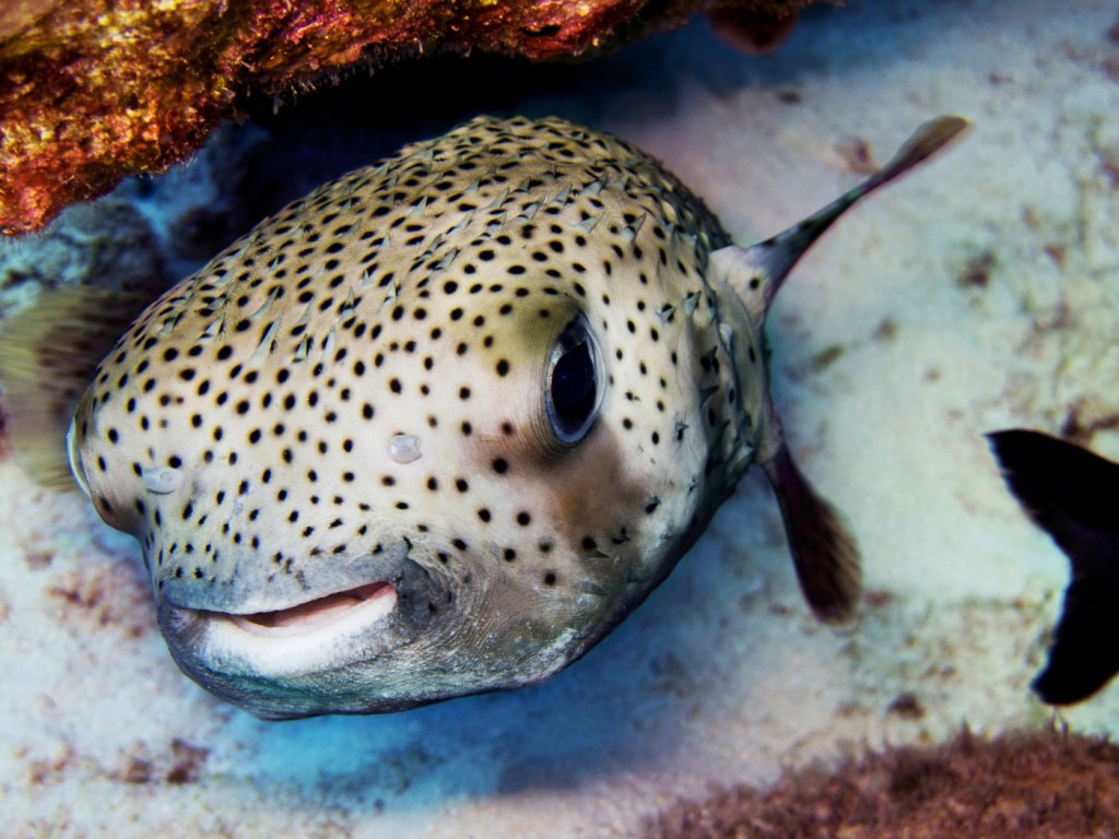 pufferfish