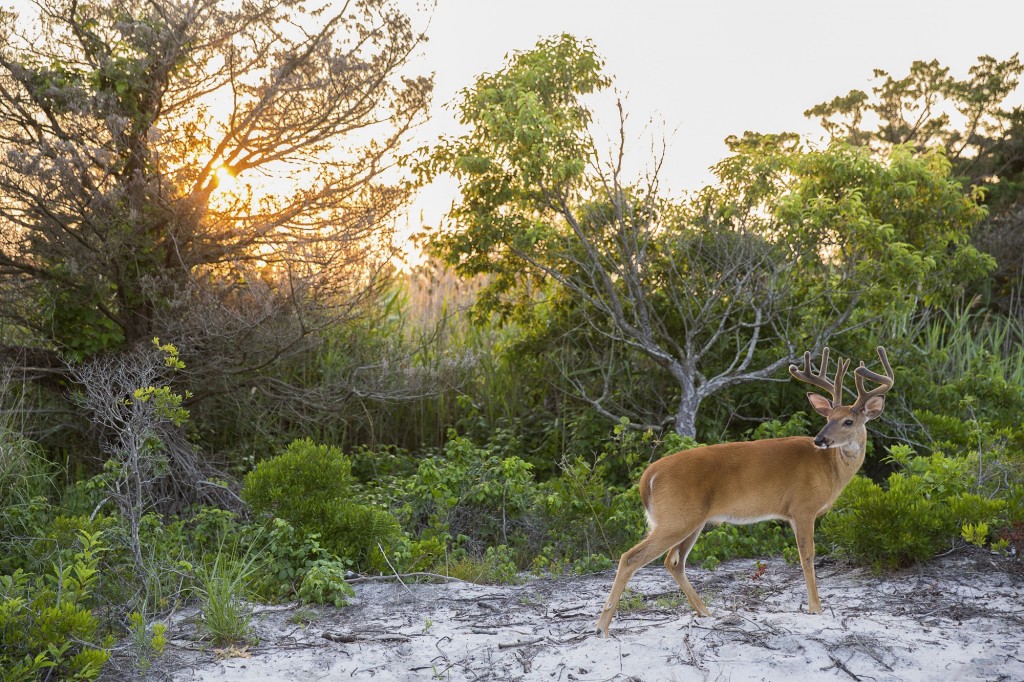 FireIsland_Deer