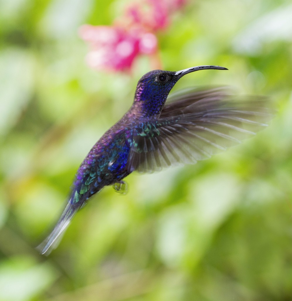 Hummingbird