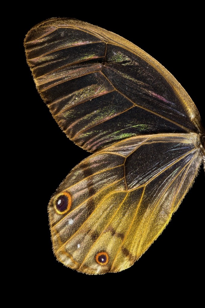 butterfly_full_stack_edit_2-Edit